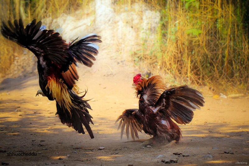 cockfight match phases - A Step-by-Step Learning Method